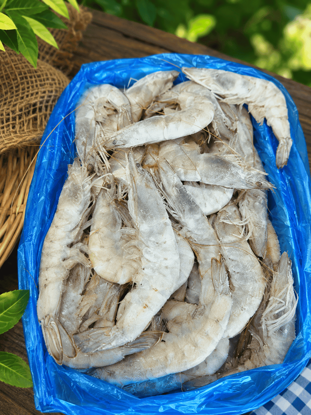 បង្គា