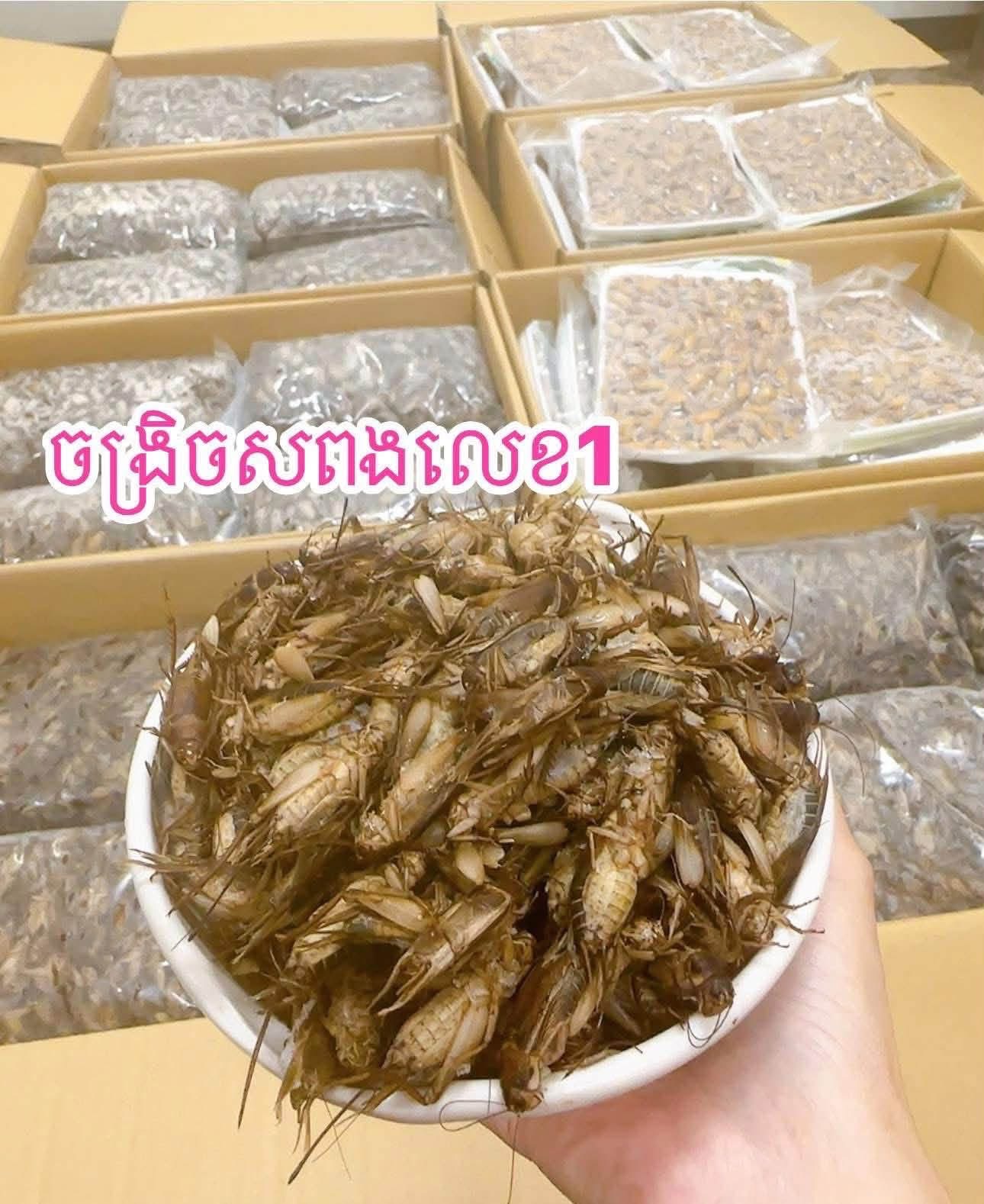 ចង្រិតសពង