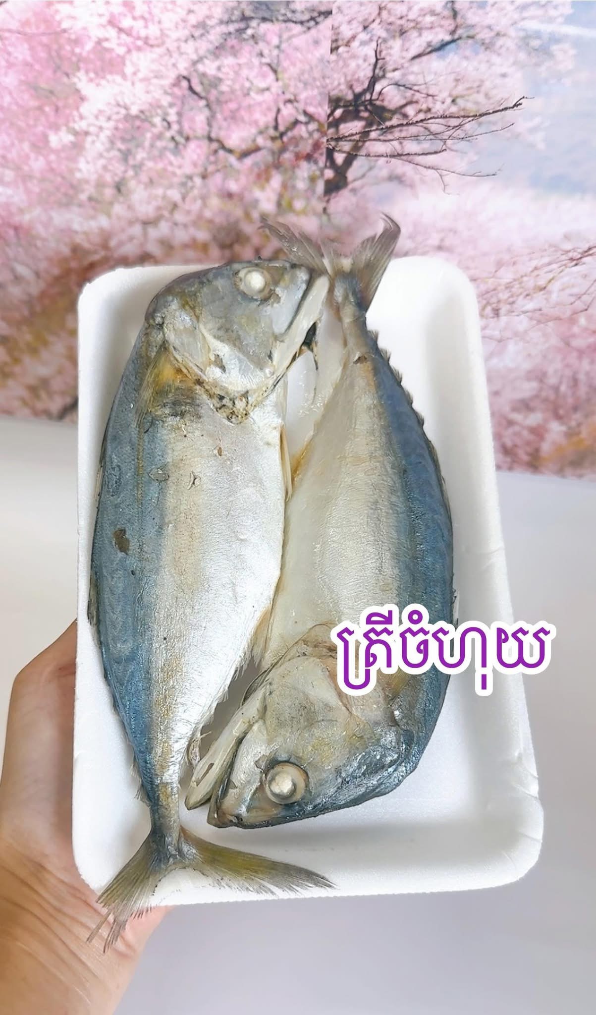 ត្រីចំហុយ
