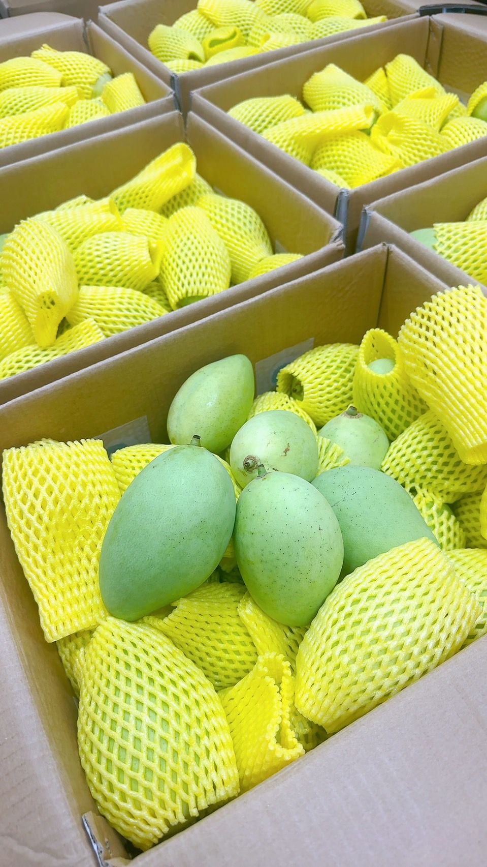ផ្លែស្វាយ